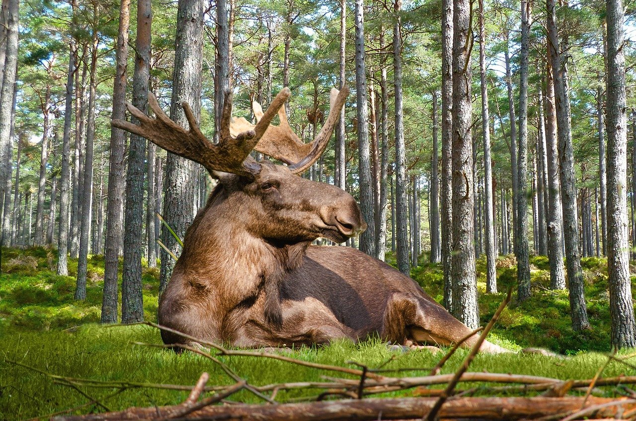 moose, forest, nature, lie, antler, masculine, sweden, wildlife, mammal, wore deer, powerful, moose, moose, moose, moose, moose, sweden